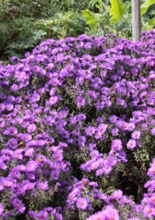 ASTER novae-angliae Violetta
